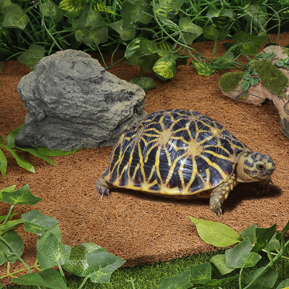 Terrarium Bedding Carpet Natur - Substrate Coconut Fiber ulasan dan harga